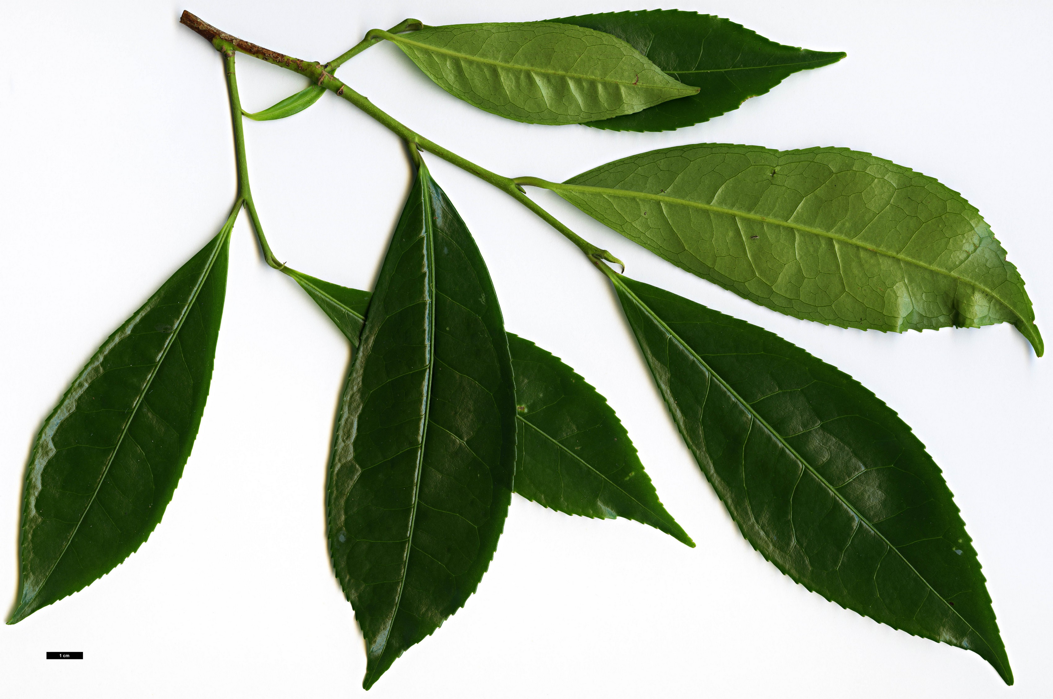 High resolution image: Family: Theaceae - Genus: Camellia - Taxon: sinensis - SpeciesSub: var. assamica